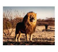 PUZZLE Puzzle 1500 p - Le lion, le roi des animaux