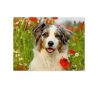 Puzzle Puzzles pour Adultes 1000 Pièces，Berger Australien，Jouet Éducatif Loisirs Bricolage Jeu Cadeau Puzzle（38x26cm）-AS58