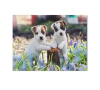 Puzzle Puzzles pour Adultes 1000 Pièces，Deux Mignons Chiots Jack Russell，Jouet Éducatif Loisirs Bricolage Jeu Cadeau Puzzle（75x50cm）-J2