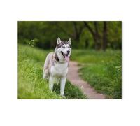 Puzzle Puzzles pour Adultes 1000 Pièces，Husky sibérien attentif，Jouet Éducatif Loisirs Bricolage Jeu Cadeau Puzzle（38x26cm）-F62