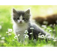 Puzzle Ravensburger Animaux Pour Enfants Chatons Chats 80 Pièces