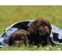 Puzzle Ravensburger - Labrador chiot, 300 pièces XXL