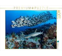 Puzzle · Requin à Pointe Blanche + vivaneau à Bosse | De majestueux à coloré · la vie dans les récifs coralliens · 1000 pièces · Format assemblé 64 × 48 cm · CALVENDO Puzzle