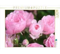 Puzzle · Rose La Fée | Pétales de roses r uverts de rosée matinale · 1000 pièces · Format assemblé 64 × 48 cm · CALVENDO Puzzle