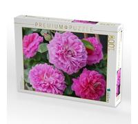 Puzzle · Rose « Princess Anne | Une beauté rose · 1000 pièces · Format assemblé 64 × 48 cm · CALVENDO Puzzle