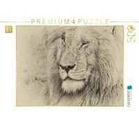 Puzzle · Safari - à la Recherche de Chats | Simba, un vieux lion marqué par la vie · 500 pièces · Format assemblé 48 × 36 cm · CALVENDO Puzzle