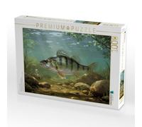 Puzzle · Streifenpower Unter der Oberfläche | Barsche im See · 1000 pièces · Format assemblé 64 × 48 cm · CALVENDO Puzzle