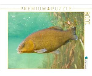 Puzzle · Tanche dans la rivière Ain, Bourgogne-Franche-Comté | Tanche (Tinca tinca), peut survivre avec une rigidité due au… · 1000 pièces · Format assemblé 64 × 48 cm · CALVENDO Puzzle
