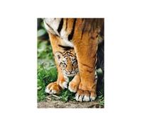 Puzzle tigre du bengale et son bebe - 500 pieces - clementoni - collection animaux sauvages G