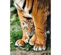 Puzzle tigre du bengale et son bebe - 500 pieces - clementoni - collection animaux sauvages G