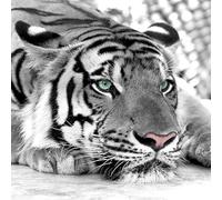 Puzzle Tigre Noir Et Blanc 1000 Pièces Bien Fait Excellent Jeu De Puzzle Cadeau, Choix Idéal pour Les Amateurs De Puzzle