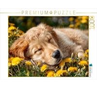 Puzzle · Un Chiot Golden Retriever Qui rêve - Douce tranquillité dans la | prairie printanière · Un jeune golden retriever dort… · 1000 pièces · Format assemblé 64 × 48 cm · CALVENDO Puzzle
