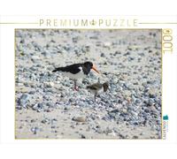 Puzzle · Un huîtrier avec Ses Poussins | Les oiseaux de l'île de Helgoland · 1000 pièces · Format assemblé 64 × 48 cm · CALVENDO Puzzle