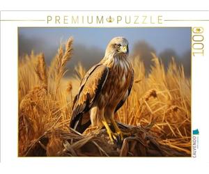 Puzzle · Un Motif du Calendrier Bio e Entre Terre et mer | Busard des roseaux · Son territoire de chasse s'étend entre… · 1000 pièces · Format assemblé 64 × 48 cm · CALVENDO Puzzle