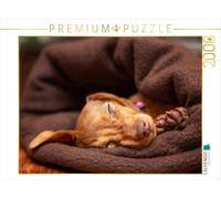 Puzzle · Un Teckel Lapin dort dans Une Couverture Douillette | Ce chiot teckel s'est blotti bien au chaud, tout confortablement · 2000 pièces · Format assemblé 90 × 67 cm · CALVENDO Puzzle