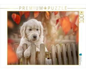 Puzzle · Une Illustration tirée du Calendrier « Golden Retriever | Sweet Puppy » de Martina Wrede · Chiot golden retriever · 1000 pièces · Format assemblé 64 × 48 cm · CALVENDO Puzzle
