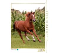 Puzzle · Une Illustration tirée du Calendrier « Les Chevaux | volent sans ailes · Poney · 1000 pièces · Format assemblé 64 × 48 cm · CALVENDO Puzzle