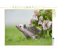 Puzzle · Une illustration tirée du calendrier « Les hérissons à ventre | blanc d'Afrique · 1000 pièces · Format assemblé 64 × 48 cm · CALVENDO Puzzle