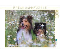Puzzle · Une Illustration tirée du Calendrier « Nous Aimons Les Shelties | 1000 pièces · Format assemblé 64 × 48 cm · CALVENDO Puzzle