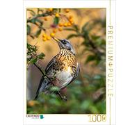 Puzzle · Une Illustration tirée du Calendrier « Symphonie des Oiseaux » à | Cologne · Le chant de la grande ville · 1000 pièces · Format assemblé 64 × 48 cm · CALVENDO Puzzle