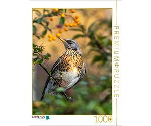 Puzzle · Une Illustration tirée du Calendrier « Symphonie des Oiseaux » à | Cologne · Le chant de la grande ville · 1000 pièces · Format assemblé 64 × 48 cm · CALVENDO Puzzle