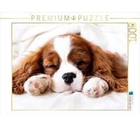 CALVENDO Puzzle EIN Motiv aus dem Kalender Der Welpenkalender - Cavalier King Charles Spaniel 1000 Teile Puzzle quer 1000 Pieces 64 x 48 cm from Janina Bürger