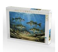 Puzzle · Wo Wasser lebt: Barschzeit | Barsche im See · 1000 pièces · Format assemblé 64 × 48 cm · CALVENDO Puzzle