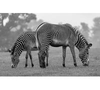 Puzzle zèbre Noir et Blanc de 3000 pièces pour Adultes : Puzzle Classique, Divertissement Occasionnel, Cadeau pour Adultes (14 Ans+)
