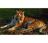 PUZZLECABIN 2000 pièces de Puzzle en Bois Tiger 3 Chaque pièce s'emboîte Parfaitement