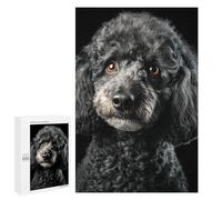 Puzzles 1000 PCS pour Adolescents Fluffy Grey Poodle Portrait Puzzles pour Adultes Améliore La Mémoire Défi Éducatif Réduction du Stress Cadeaux 1000 PCS