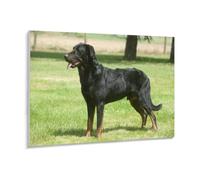 Puzzles 1000 Pièces，Beauceron，Puzzle pour Adultes 1000 Pièces Game Jeu De Puzzle Stimulant/Noël des Vacances（52x38cm）-126