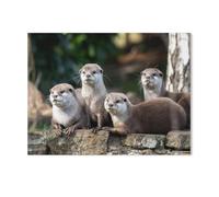 Puzzles 1000 Pièces，Groupe de Quatre Petites loutres à Griffes Fines orientales attentives，Éducatif Intellectuel Décompressant Jouet Puzzles Amusant Jeu De Famille pour Enfants Adultes（50x70cm）-F100