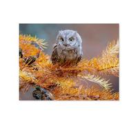 Puzzles 1000 Pièces，Petit-duc scops, Otus scops, Un Hibou typique，Éducatives Intellectuelles Décompressant Jouet Puzzles Amusant Jeu De Famille pour Enfants Adultes（38x26cm）-B23