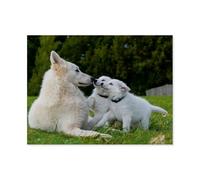 Puzzles 1000 Pièces pour Adultes，Berger Suisse Blanc，Puzzle 1000 Pièces pour Adultes Jeu Jouets Cadeau Puzzle 1000 Pièces pour Cadeau Éducatif Adulte（38x26cm）-AP43