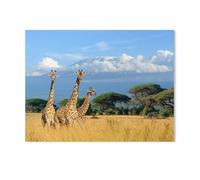 Puzzles 1000 Pièces pour Adultes Enfants，Trois girafes dans Le Parc National du Kenya，Jeu De Puzzle Cadeau d'apprentissage Et D'Éducation Jouets（75x50cm）-T66