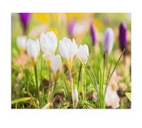 Puzzles 1000 Pièces，Prémices du Printemps : Les Premiers Crocus，Éducatif Intellectuel Décompressant Jouet Puzzles Amusant Jeu De Famille pour Enfants Adultes（50x70cm）-U100