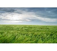 Puzzles 1000 pièces, Puzzle Impossible pour Adultes, Jeux éducatifs, Cadeaux pour Hommes et Adultes, avec Accessoires, Paysage Naturel 50 x 70 cm