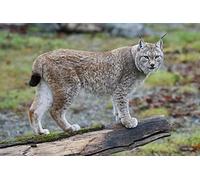 Puzzles 2000 Pièces pour Adultes, Chat Sauvage Puzzles Puzzles Décompression Intellectuelle Amusant Jeu De Famille Grand Puzzle Adulte Enfant Jeu Jouets Cadeau-70x100cm(27.56x39.37inch)