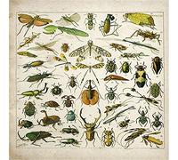 Puzzles 2000 pièces pour adultes - Insectes variés Beau et moderne Puzzles 2000 pièces pour familles, enfants et couples - 2000 pièces (70x100cm)