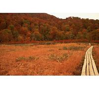 Puzzles 2000 pièces, Puzzle Impossible pour Adultes, Jeux éducatifs, Cadeaux pour Hommes, Paysage Naturel, Route, Japon 70 x 100 cm