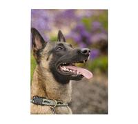 Puzzles 500 pièces pour Adultes Familles Jeu de Puzzle pour Toute la Famille Puzzles stimulants,Malinois Belge Animaux de Compagnie Chiens Malinois Belge