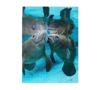 Puzzles 500 pièces pour Adultes Familles Jeu de Puzzle pour Toute la Famille Puzzles stimulants,Un Joli Baiser Amoureux des lamantins