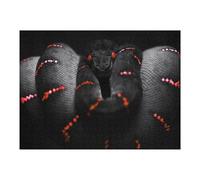 Puzzles 52x38cm/1000pcs pour Adolescents Red-Spotted Snake Close-Up Puzzles pour Adultes Jeux Relaxants Qui Améliorent La Mémoire, Parfaits comme Cadeaux pour Toute La Famille 52x38cm/1000pcs