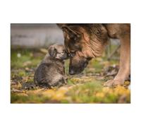 Puzzles，Amour Entre Un Chiot et Un Berger Allemand Adulte，Adultes Puzzle en Papier, Décoration De La Maison Moderne pour Le Salon-1000 Pièces（38x26cm）-T33