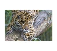Puzzles Animaux pour Adultes, 1 000 pièces, imprimés léopard, pour Femmes et Hommes, Jeux éducatifs, défi cérébral, 26 x 38 cm