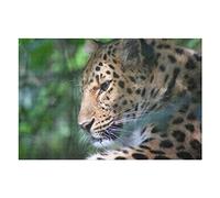 Puzzles Animaux pour Adultes, 1 000 pièces, Motif léopard, pour Enfants et Adultes, Jeux de Divertissement, Puzzles Haut de Gamme, 26 x 38 cm