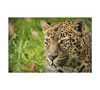 Puzzles Animaux pour Adultes 2000 pièces à Motifs léopard, idéal pour la détente, la méditation, Les Loisirs, Puzzles Haut de Gamme 70 x 100 cm