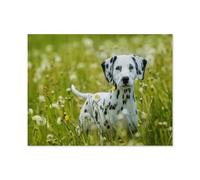 Puzzles，Chiots Dalmatiens dans Une Prairie de pissenlits，Adultes Puzzle en Bois, Décoration De La Maison Moderne pour Le Salon-1000 Pièces（75x50cm）-Q13