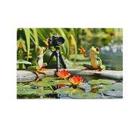 Puzzles de 1000 pièces BROLEO Deux grenouilles prenant des photos - Puzzles éducatifs intellectuels en bois - Puzzles amusants pour soulager le stress