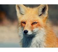 Puzzles de 1000 pièces pour Enfants de 12 Ans, Renard, Yeux, prédateur 50x70CM
